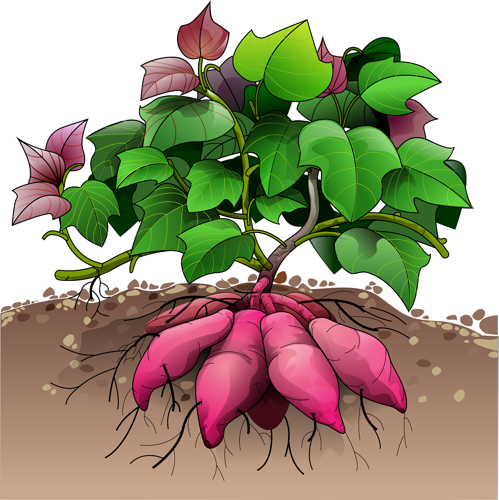 红薯种植需要注意那几方面